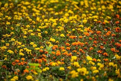 <p>Bloom Together Community Garden with Heart of England Britain in Bloom Group</p>