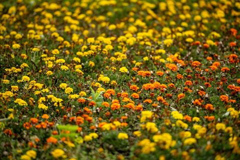 Bloom Together Community Garden with Heart of England Britain in Bloom Group