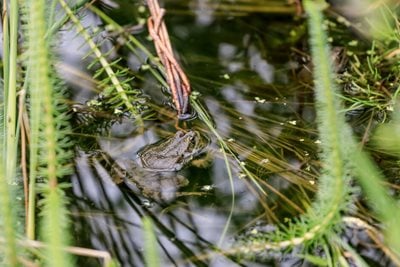 Frog in the pond