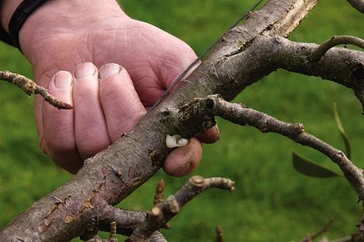 Sowing mistletoe