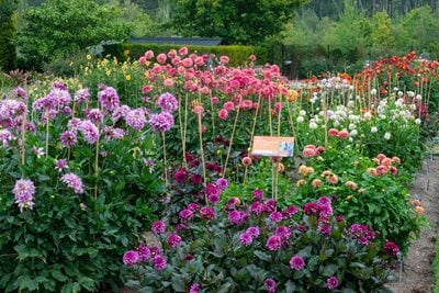 Colourful dahlias add a pop of colour to the beds