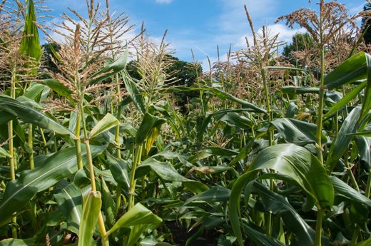Sweetcorn plants