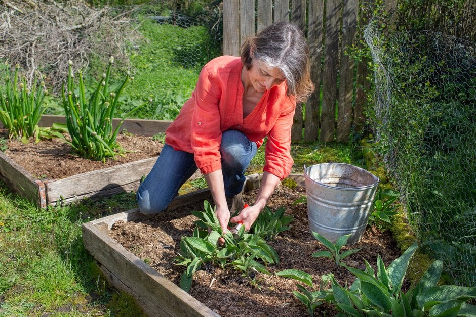 Harvesting comfrey to make fertiliser