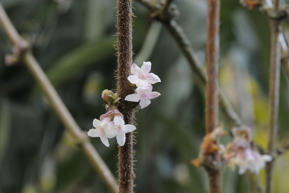 Why you need a shrubby honeysuckle in your garden / RHS Gardening