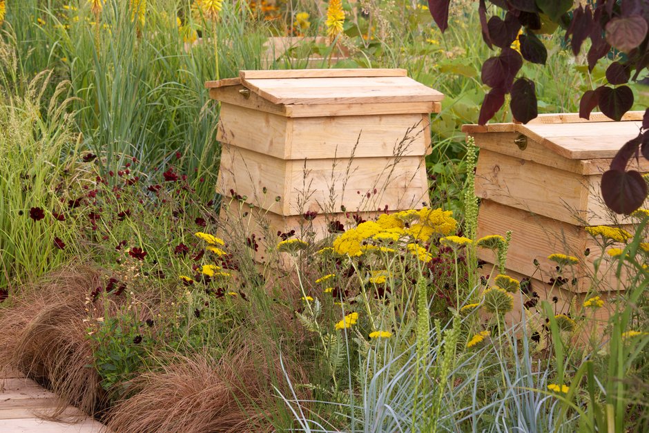 Beehives set among planting