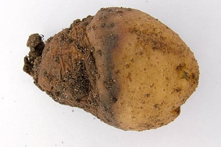 Black leg (<em>Pectobacterium atrosepticum</em>) on potato 'Charlotte'. Credit: RHS/Pathology.