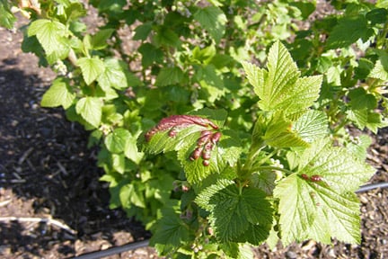 Currant blister aphid