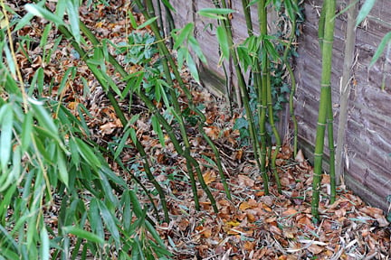 Bamboo spreading by underground rhizomes.