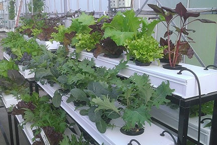 Tiered or horizontal hydroponics system; a version of nutrient film technique