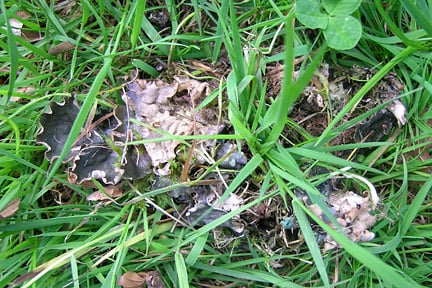 Dog lichen, Peltigera canina, on a lawn. Image: RHS