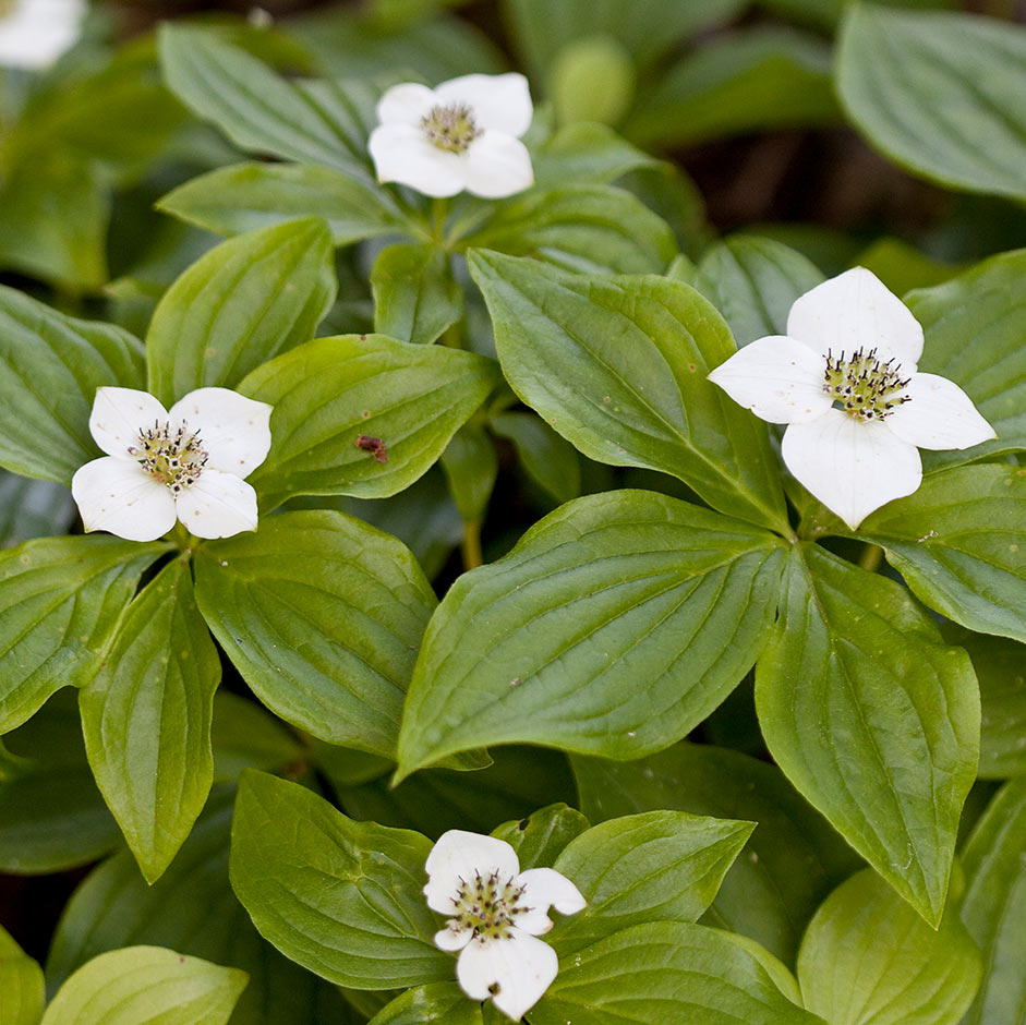 <i>Cornus canadensis</i>
