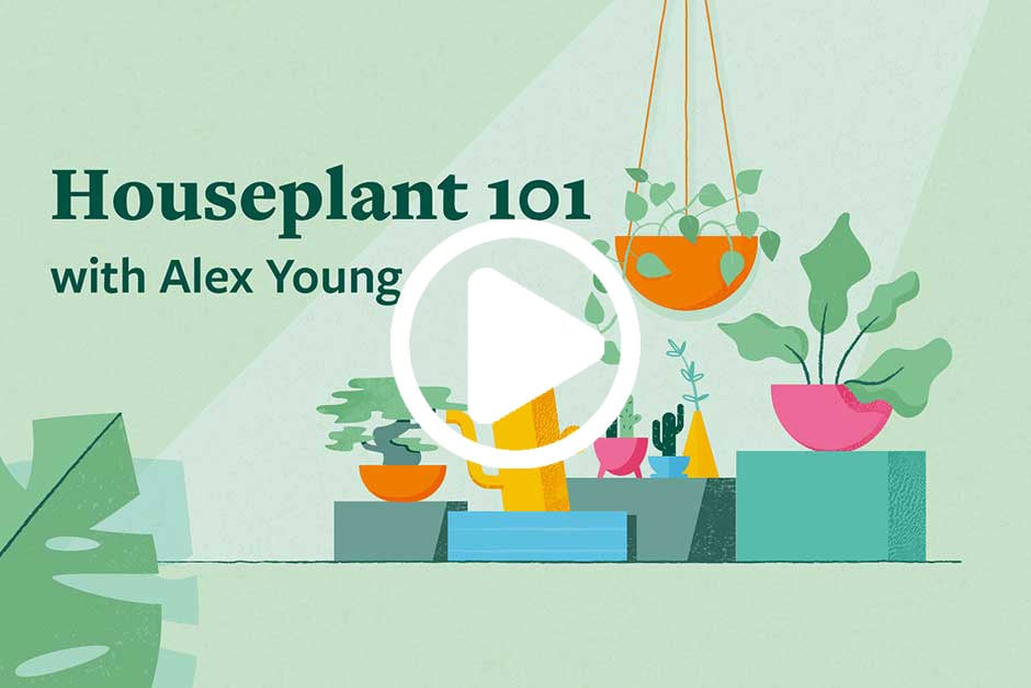 A beginners houseplant video guide