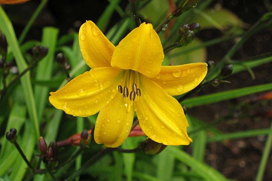 Hemerocallis-Golden-Charms_RHS