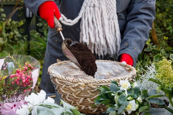 Person pruning a plant in winter