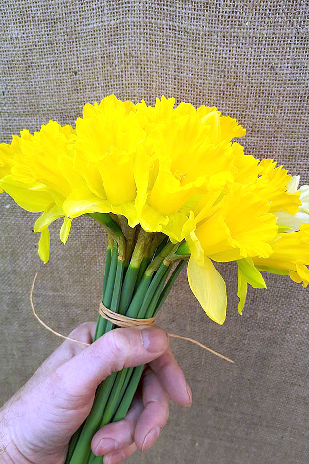 gather the daffodils in your hand