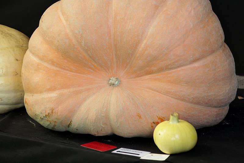 Giant pumpkin sits alongside regular-size pumpkin
