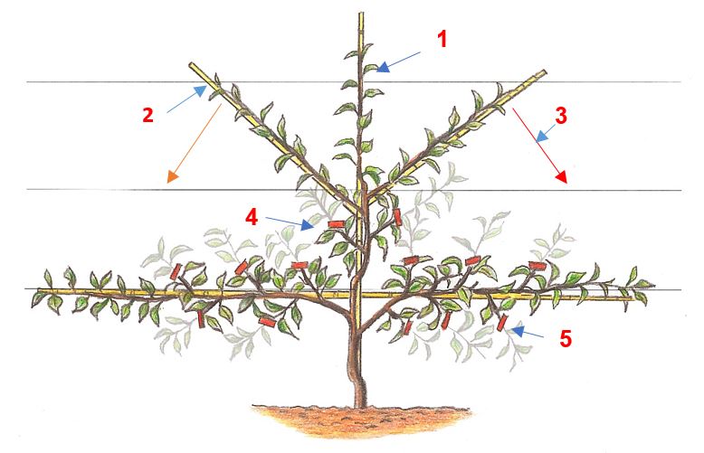 Apples and pears: espalier pruning and training / RHS Gardening