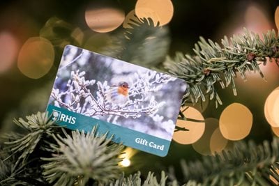 An RHS gift card featuring a robin in a snowy tree