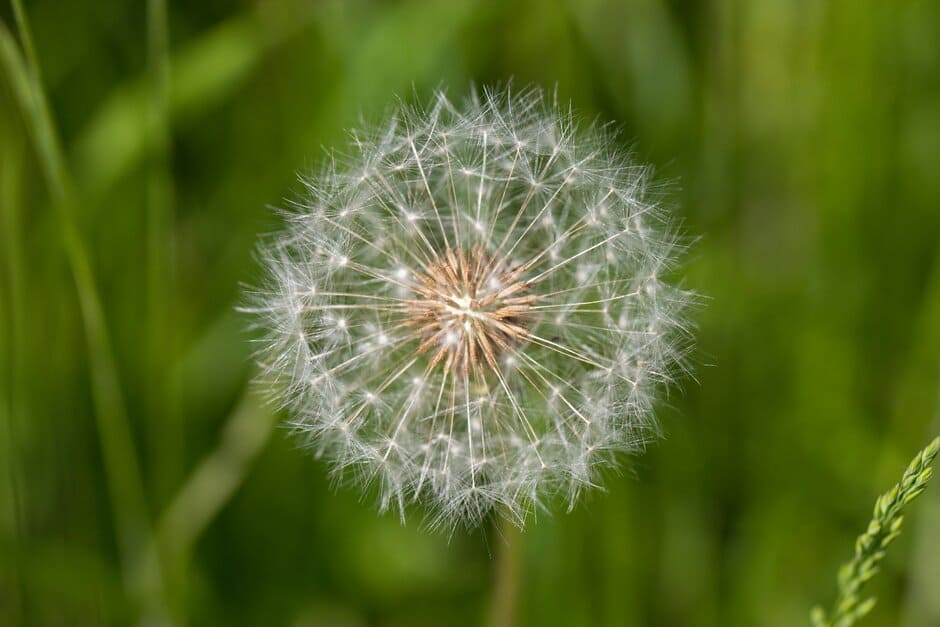 This dandelion has reached maturity and produced offspring