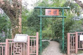 Bamboo garden at HK Zoological and Botanical Gardens