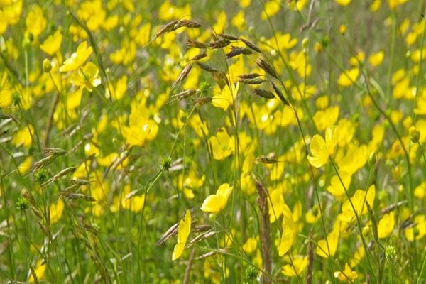 Grow a low-carbon wildflower meadow