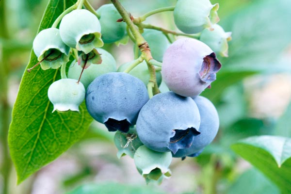 18″ Evergreen Pick w/ Small Berries & Rustic Bell – Naturals Brands