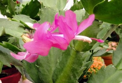 Christmas cactus overview