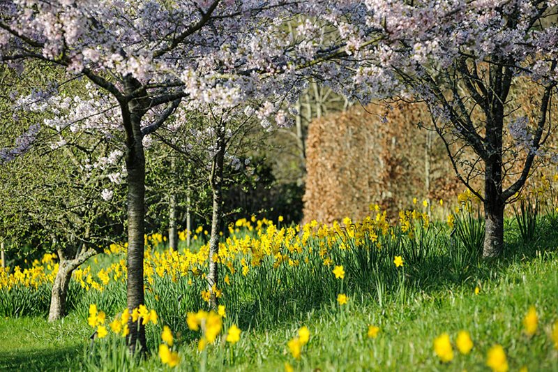 Spring at RHS Rosemoor