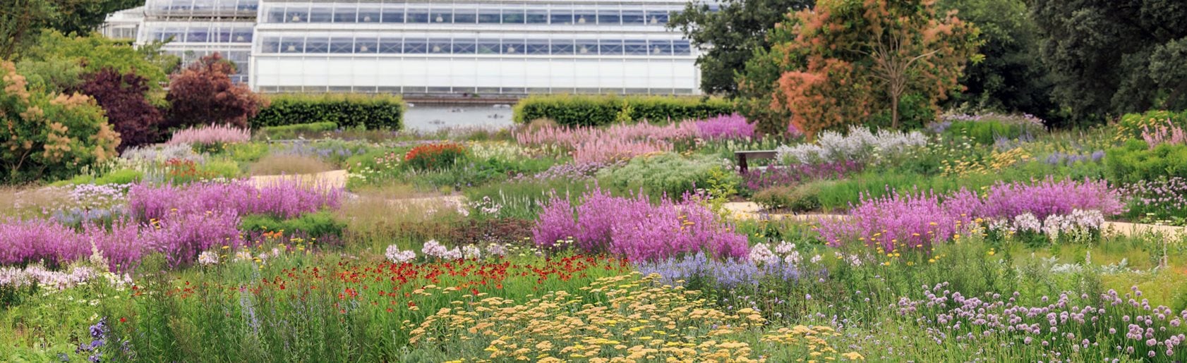 photograph of the garden