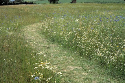 Wildflower meadow: establishment / RHS Gardening