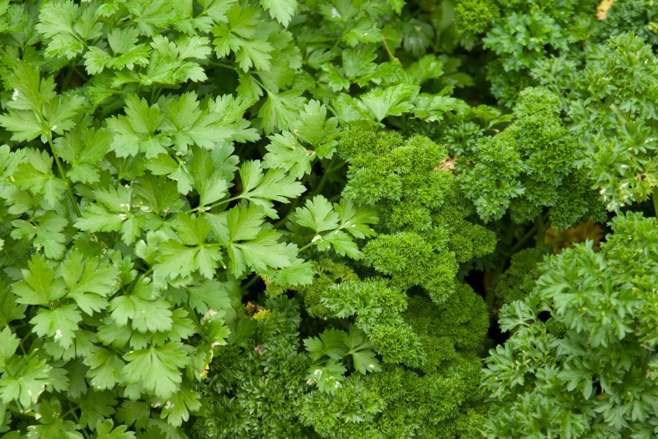 Leaves of curled and flat-leaf parsley