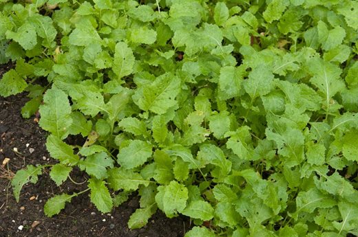 Green manure - mustard 'Caliente'