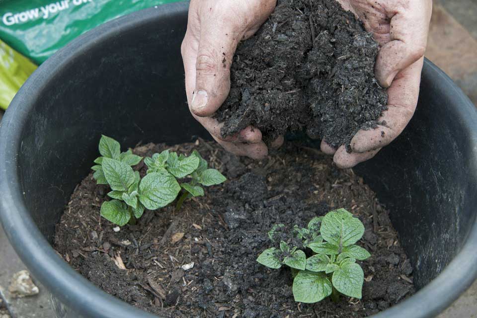Potatoes in the playground: Growing in containers / RHS Gardening