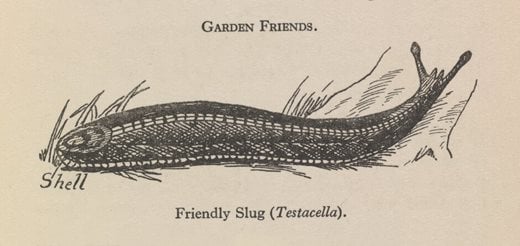 Friendly Slug (Testacella), 'A handbook for young gardeners' (1928)