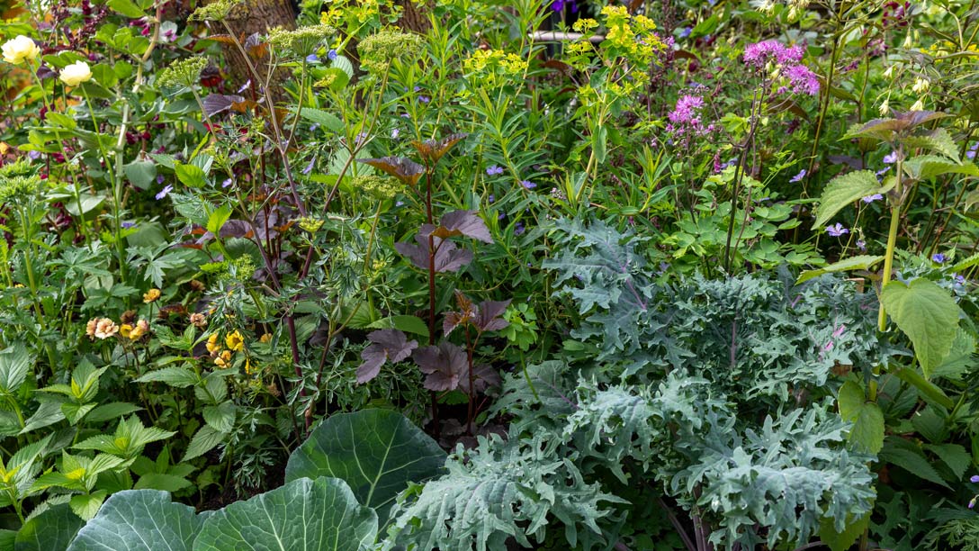 The RHS and The King’s Foundation Curious Garden