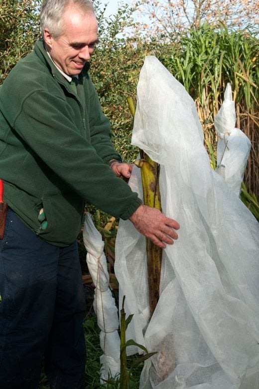 Click to enlarge: wrapping the stems with horticultural fleece