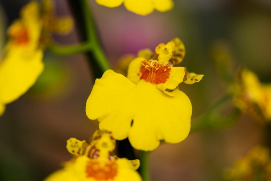 How to grow ‘warm growing’ oncidium orchids
