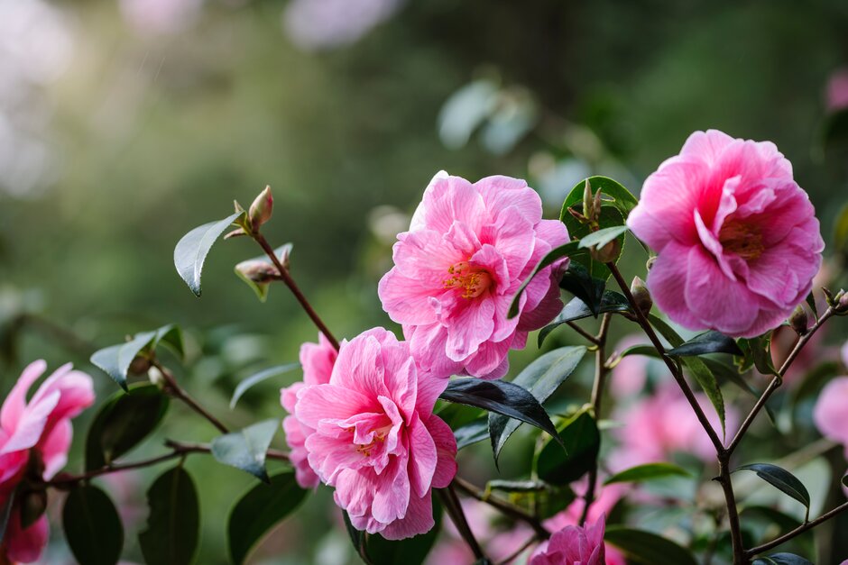 Camellia x williamsii Donation