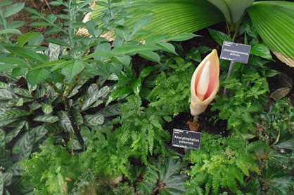 Amorphophallus leaf on left and flower on right