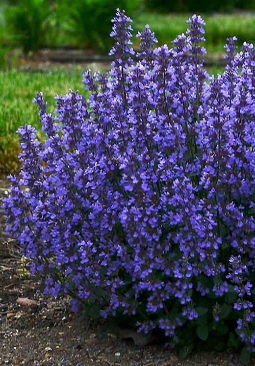 Graham Rice'S New Plants Blog: Nepeta 'Cat'S Pajamas' Is The Cat'S Whiskers  / Rhs Gardening