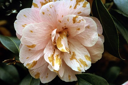 Camellia flower blight