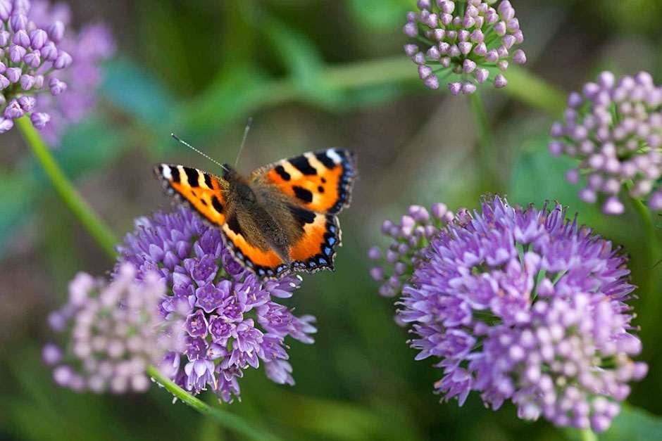 RHS guide to gardening for wildlife