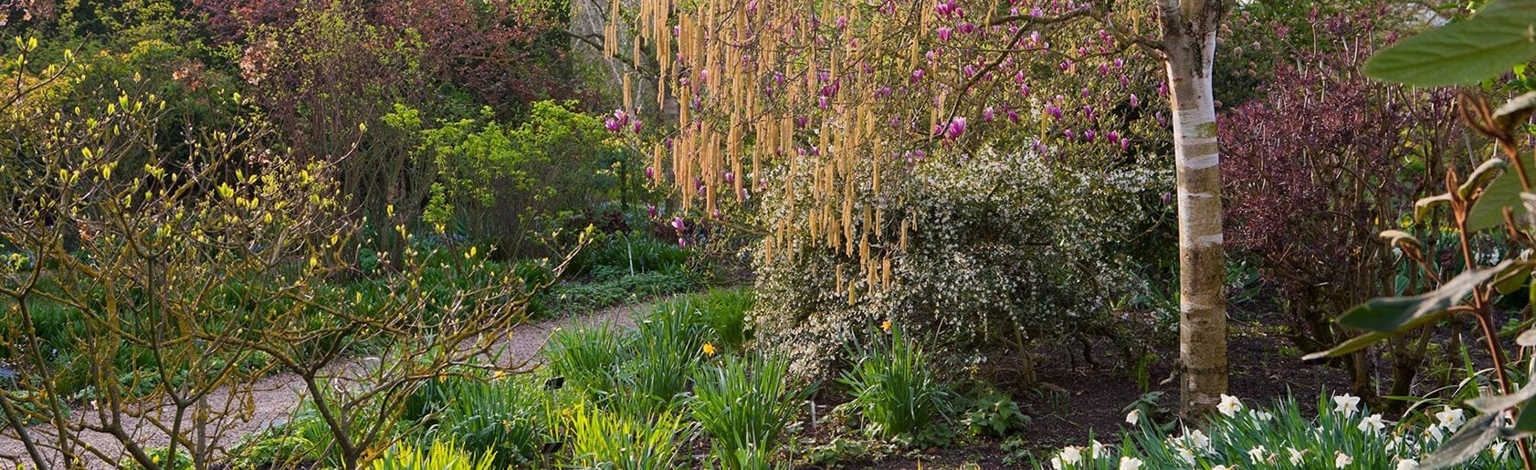 photograph of the garden