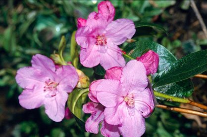 Rhododendron 'Praecox'
