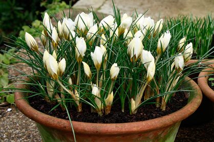 Crocus chrysanthus ‘Snow Bunting’ looks tremendous as a container plant