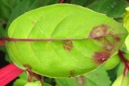 Fuchsia rust. Symptoms on upper leaf surface. Image: John Scrace