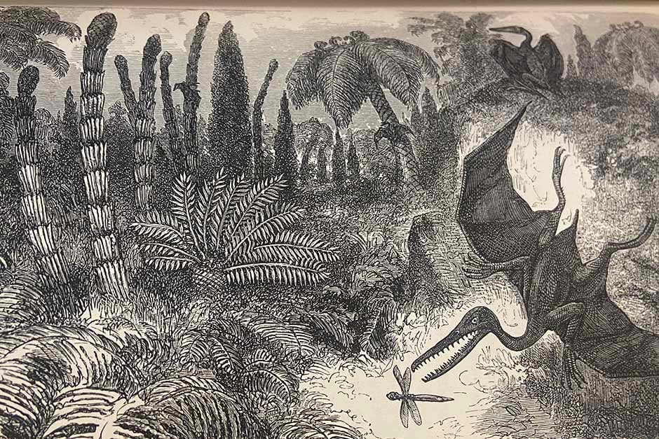 The Evolution Garden