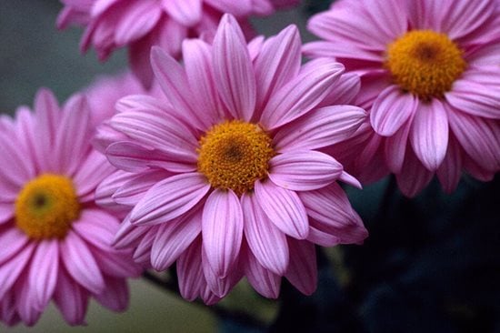 Crazy about daisies  an easy guide to the Asteraceae family / RHS Gardening