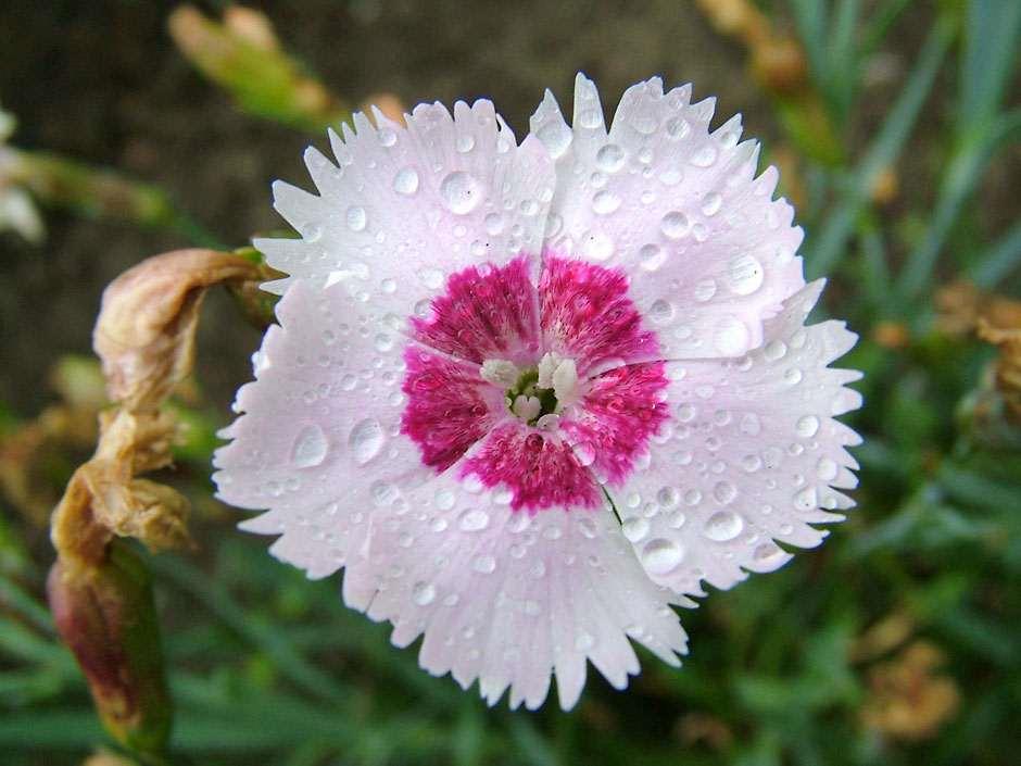 Plants for kids sweet Williams / RHS Gardening