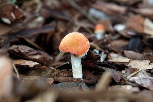 harmless saprophytic fungi